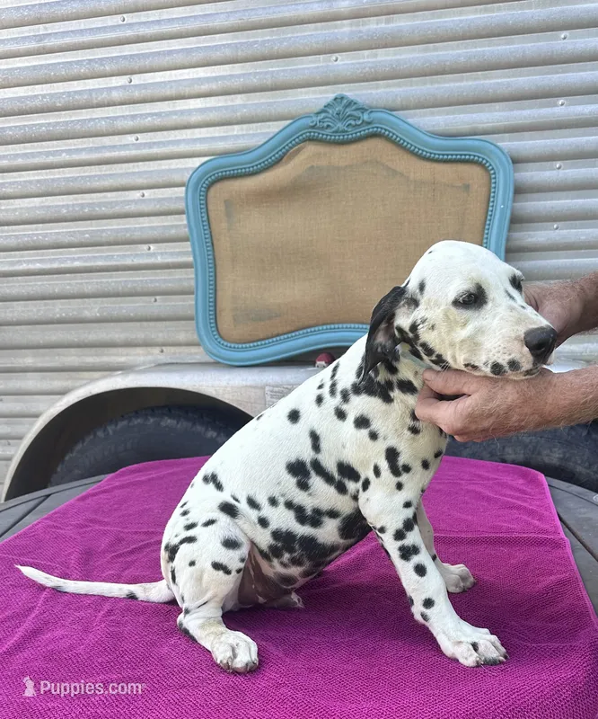 Male 3 Full AKC  – Dalmatian puppy for sale in Chipley, FL