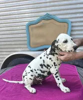 Male 3 Full AKC , a female Dalmatian for sale in Chipley, FL – 1 of 2