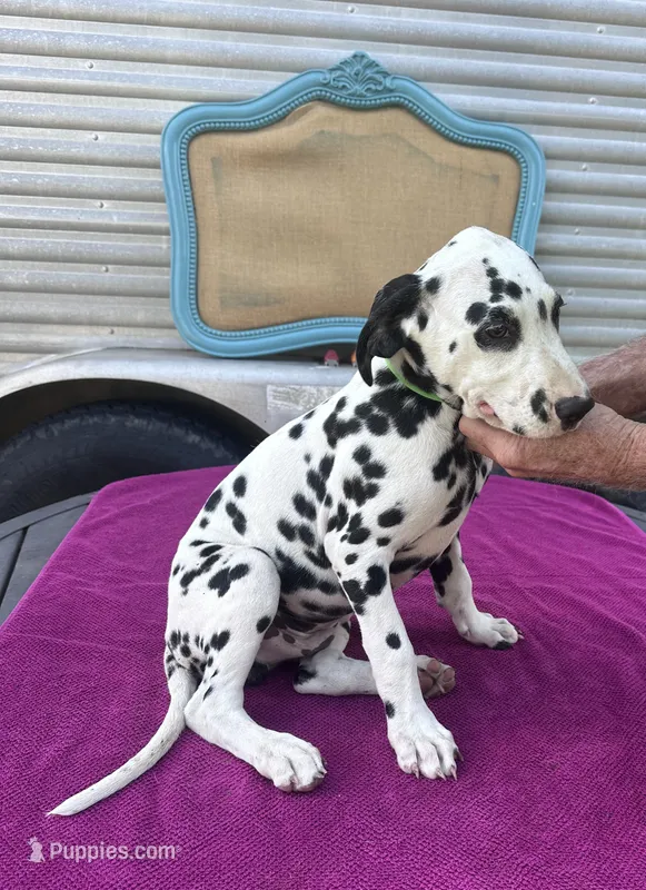 Male 2 Full AKC  – Dalmatian puppy for sale in Chipley, FL