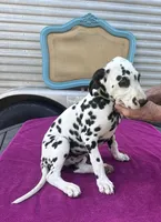 Male 2 Full AKC , a female Dalmatian for sale in Chipley, FL – 1 of 3