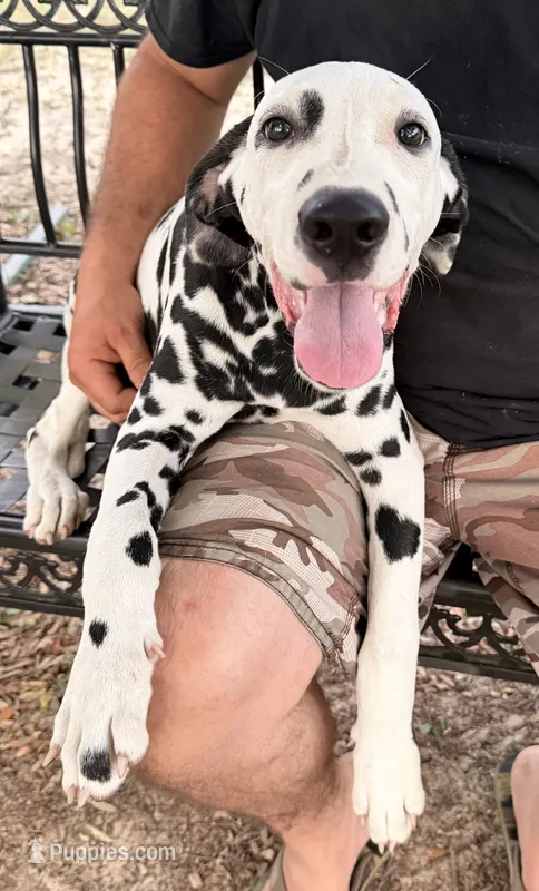 Male 4 Full AKC  – Dalmatian puppy for sale in Chipley, FL