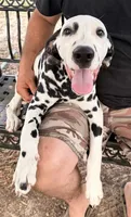 Male 4 Full AKC , a male Dalmatian for sale in Chipley, FL – 1 of 6