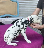 Male 4 Full AKC , a female Dalmatian for sale in Chipley, FL – 2 of 3