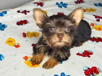 Lola, a female Yorkshire Terrier for sale in Homewood, AL – 2 of 10