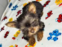 Lola, a female Yorkshire Terrier for sale in Homewood, AL – 6 of 10