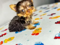 Teddy , a male Yorkshire Terrier for sale in Homewood, AL – 5 of 10