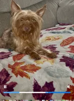 Teddy , a male Yorkshire Terrier for sale in Homewood, AL – 9 of 10