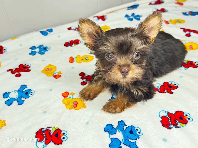 Lola – Yorkshire Terrier puppy for sale in Homewood, AL