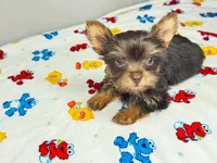 Lola, a female Yorkshire Terrier for sale in Homewood, AL – 1 of 10