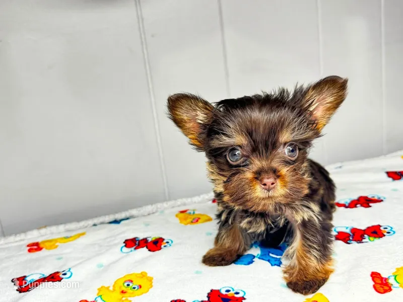 Luna  – Yorkshire Terrier puppy for sale in Homewood, AL