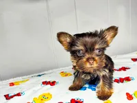Luna , a female Yorkshire Terrier for sale in Homewood, AL – 1 of 8