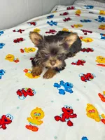 Lola, a female Yorkshire Terrier for sale in Homewood, AL – 5 of 10