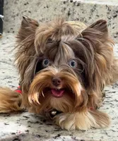 Luna , a female Yorkshire Terrier for sale in Homewood, AL – 8 of 8
