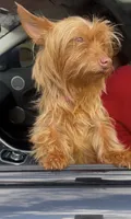 Lola, a female Yorkshire Terrier for sale in Homewood, AL – 7 of 10