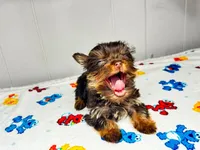 Luna , a female Yorkshire Terrier for sale in Homewood, AL – 2 of 8