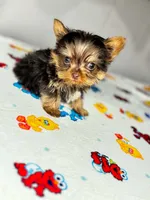 Teddy , a male Yorkshire Terrier for sale in Homewood, AL – 3 of 10