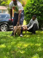 Ghost , a male American Bully for sale in Homewood, AL – 2 of 5