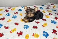 Lola, a female Yorkshire Terrier for sale in Homewood, AL – 3 of 10