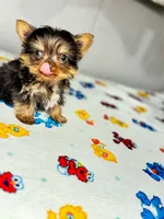 Teddy , a male Yorkshire Terrier for sale in Homewood, AL – 1 of 10