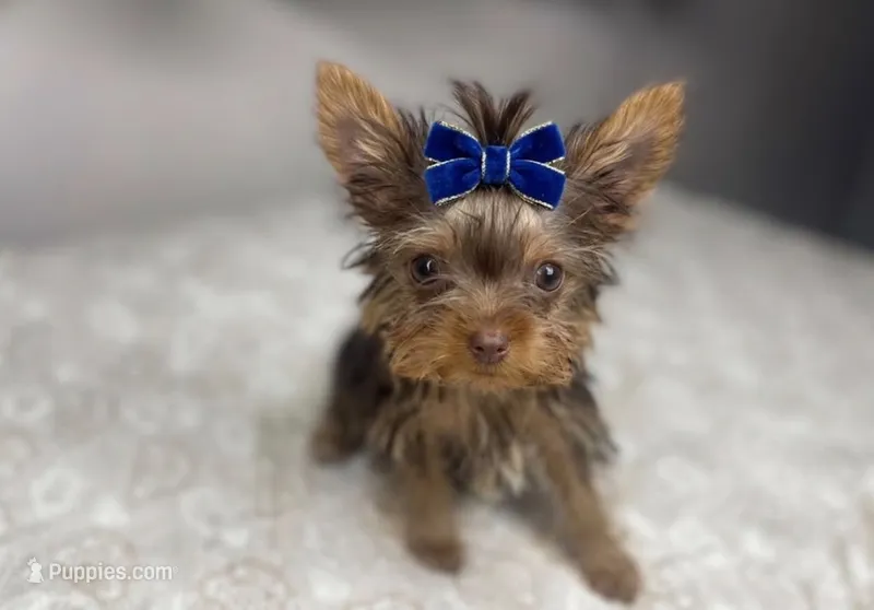 Teddy  – Yorkshire Terrier puppy for sale in Homewood, AL