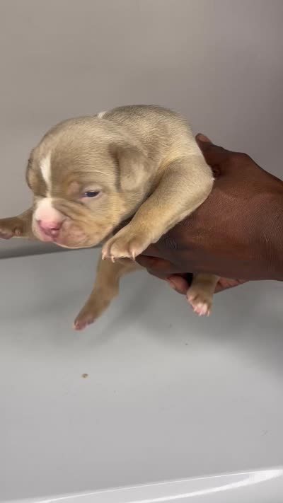 Ghost , a male American Bully for sale in Homewood, AL – 5 of 5