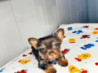 Luna , a female Yorkshire Terrier for sale in Homewood, AL – 3 of 8