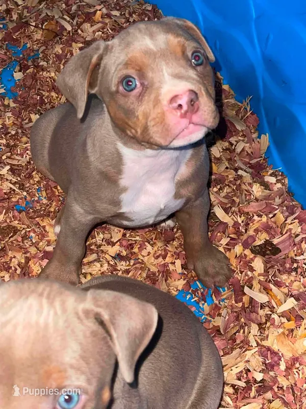 Ghost  – American Bully puppy for sale in Homewood, AL