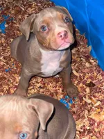 Ghost , a male American Bully for sale in Homewood, AL – 1 of 5