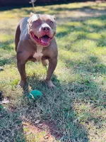Ghost , a male American Bully for sale in Homewood, AL – 4 of 5