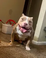 Ghost , a male American Bully for sale in Homewood, AL – 3 of 5