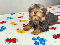 Lola, a female Yorkshire Terrier for sale in Homewood, AL – 4 of 10