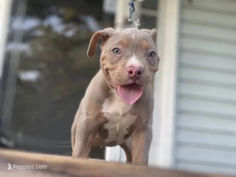 Ghost  – American Bully puppy for sale in Homewood, AL