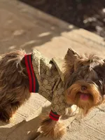 Teddy , a male Yorkshire Terrier for sale in Homewood, AL – 10 of 10
