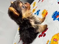 Teddy , a male Yorkshire Terrier for sale in Homewood, AL – 4 of 10