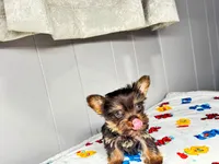 Luna , a female Yorkshire Terrier for sale in Homewood, AL – 4 of 8