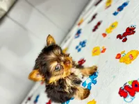 Teddy , a male Yorkshire Terrier for sale in Homewood, AL – 2 of 10