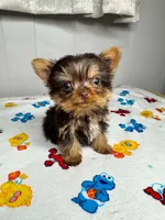 Teddy , a male Yorkshire Terrier for sale in Homewood, AL – 6 of 10