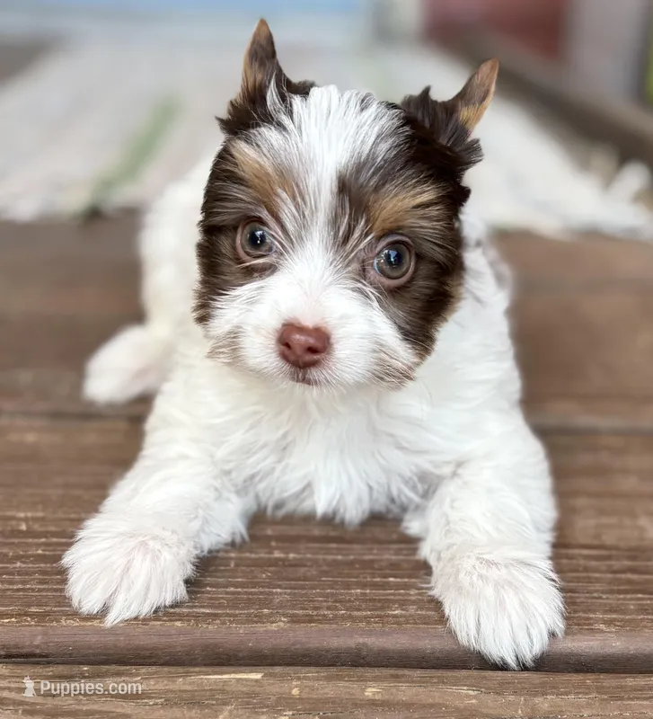 Macaron – Yorkshire Terrier puppy for sale in Florence, AL