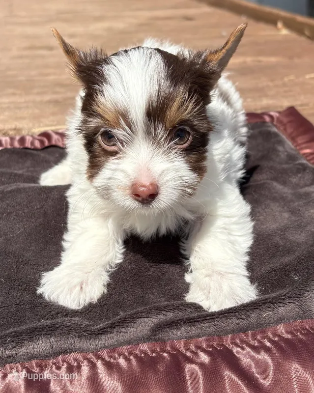 Macaron – Yorkshire Terrier puppy for sale in Florence, AL