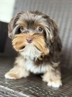 Opal, a female Yorkshire Terrier for sale in Florence, AL – Photo 1 of 6