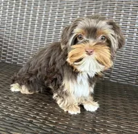 Opal, a female Yorkshire Terrier for sale in Florence, AL – Photo 5 of 6