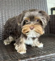 Opal, a female Yorkshire Terrier for sale in Florence, AL – Photo 3 of 6