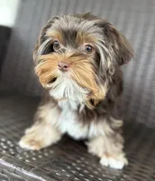 Opal, a female Yorkshire Terrier for sale in Florence, AL – Photo 2 of 6