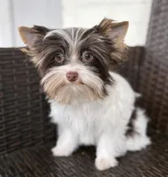 Slate, a male Yorkshire Terrier for sale in Florence, AL – Photo 1 of 3