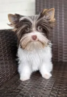 Slate, a male Yorkshire Terrier for sale in Florence, AL – Photo 3 of 3