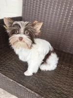 Slate, a male Yorkshire Terrier for sale in Florence, AL – Photo 2 of 3