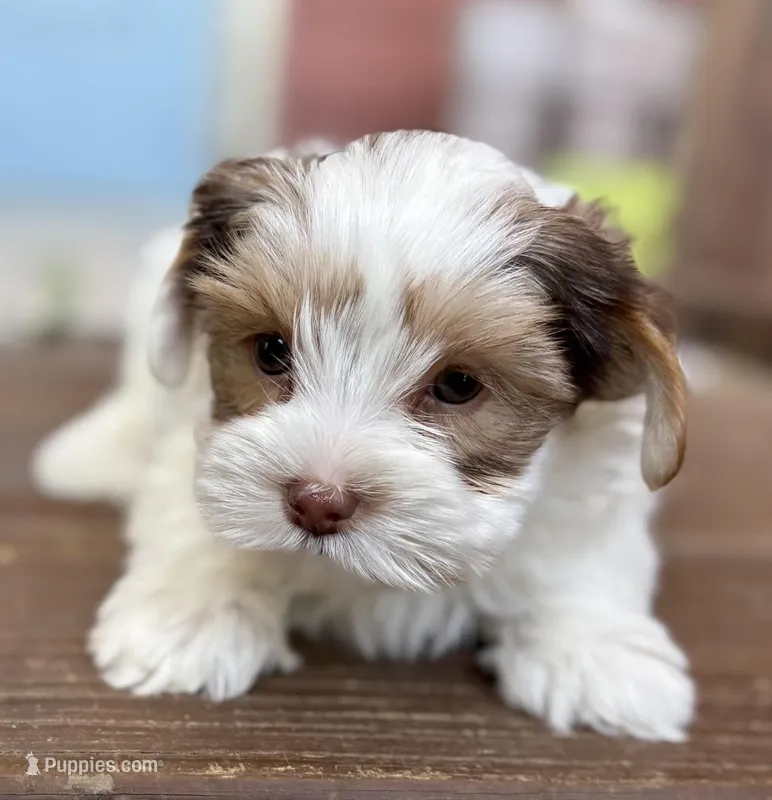 Sugar – Yorkshire Terrier puppy for sale in Florence, AL
