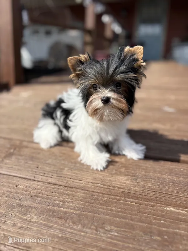 Diamond – Yorkshire Terrier puppy for sale in Florence, AL