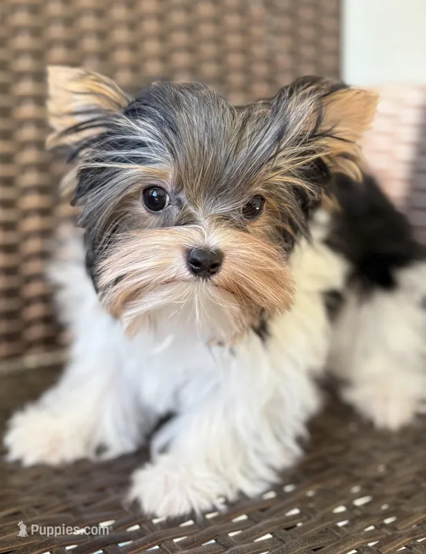 Diamond – Yorkshire Terrier puppy for sale in Florence, AL