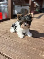 Diamond, a female Yorkshire Terrier for sale in Florence, AL – Photo 5 of 7